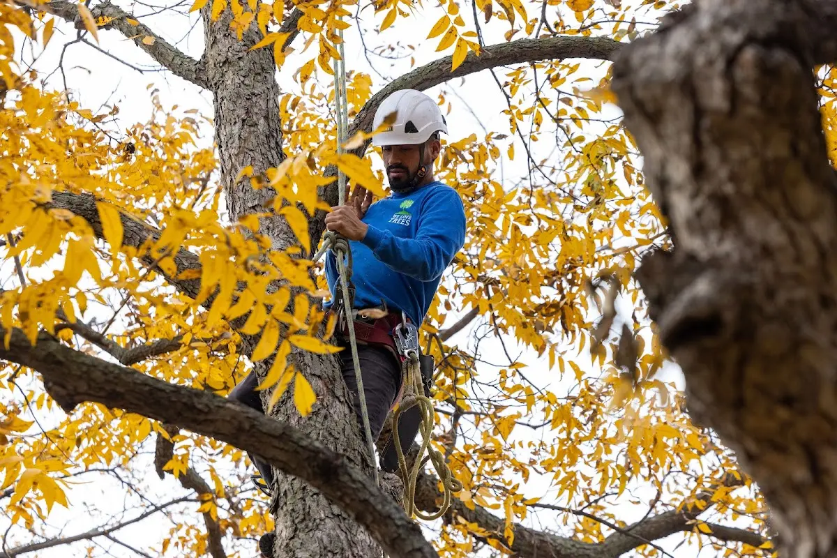 Skilled Tree Trimming crew working in Windsor Heights